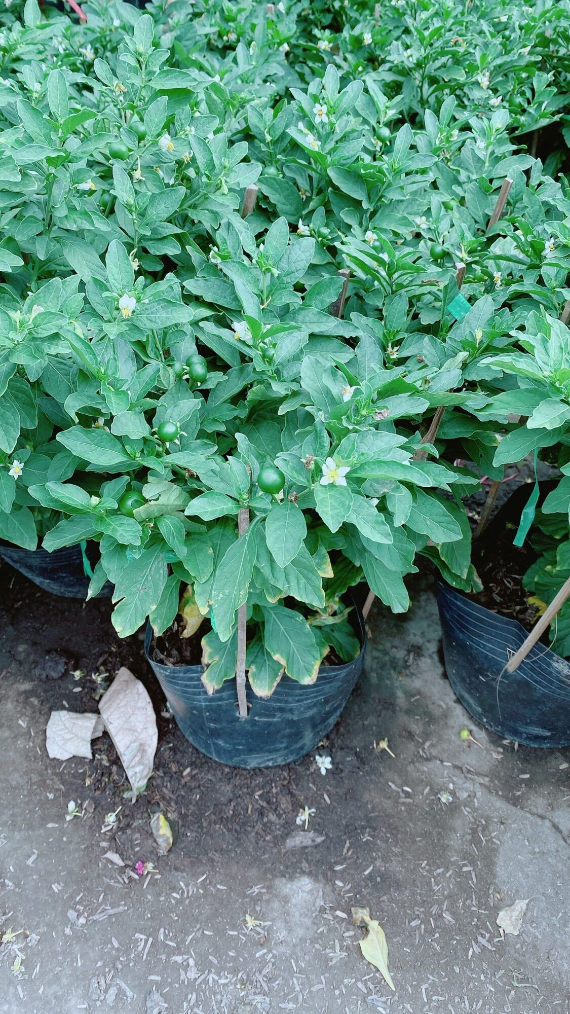 Ớt Chery hàng đẹp