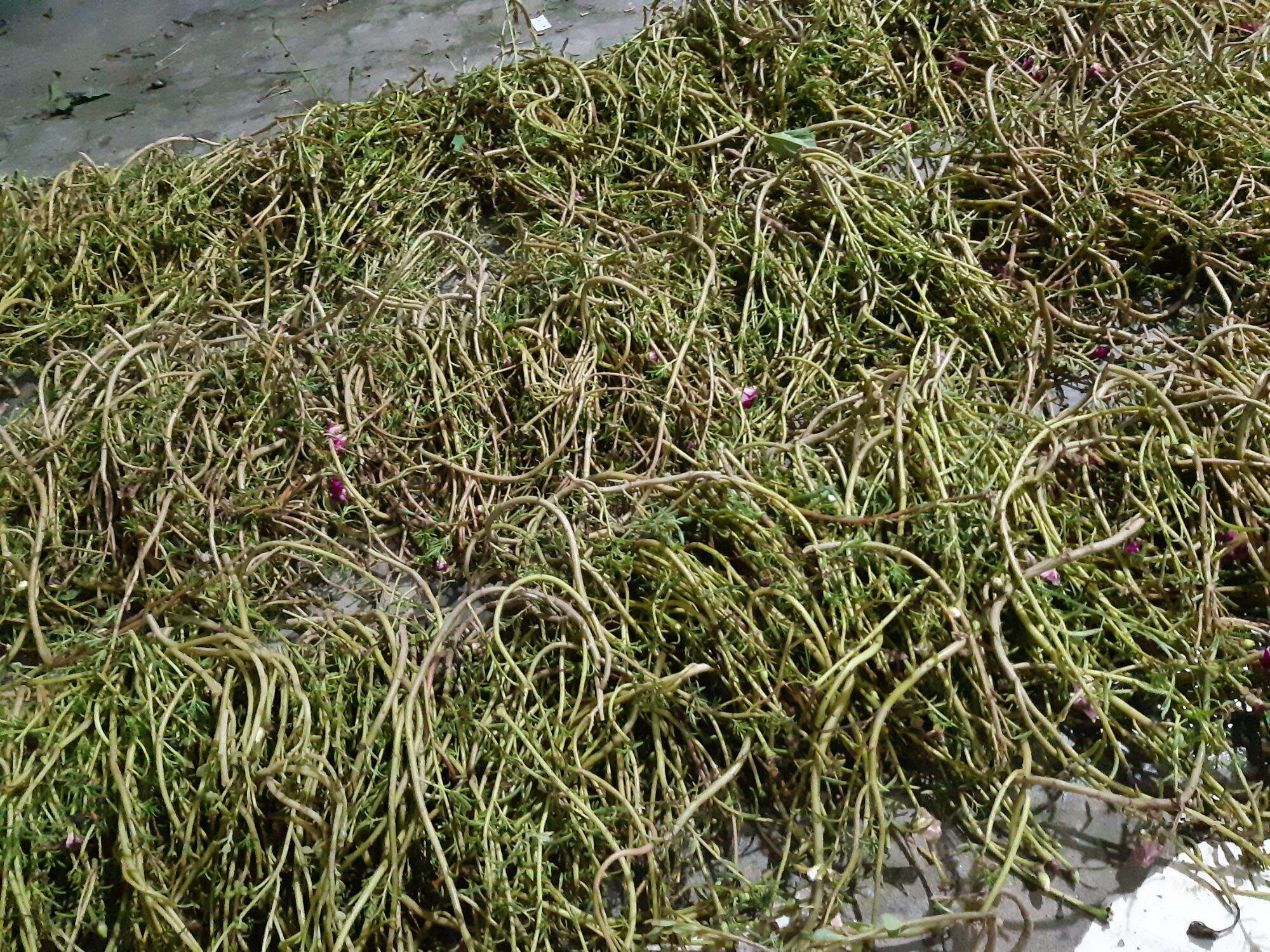 1kg hoa 10 giờ mick màu(hàng chuẩn đẹp cây khỏe)