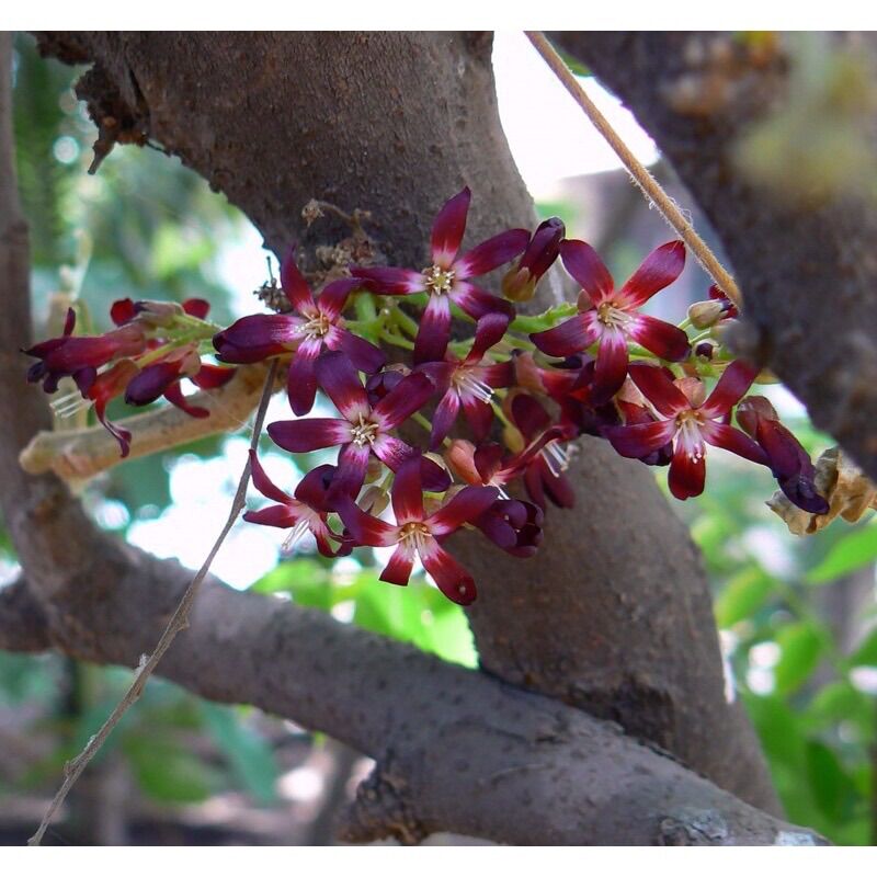 Cây khế tàu(1 bầu cây)