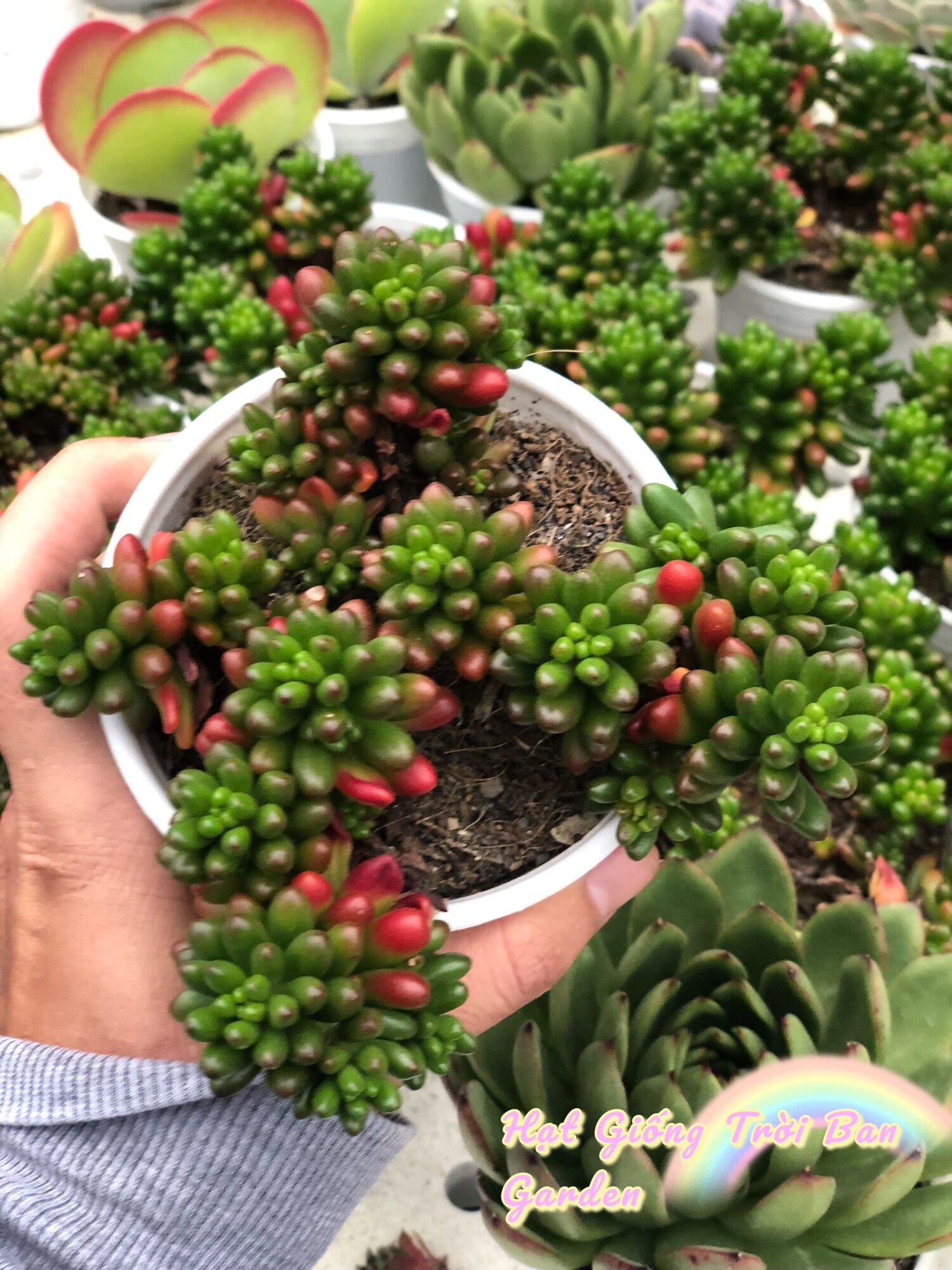 SEN ĐÁ THẠCH NGỌC XANH  SIZE TRUNG BÌNH |FREESHIP|  XUẤT XỨ ĐÀ LẠT, SIÊU KHOẺ ĐẸP  LỖI 1 ĐỔI 1