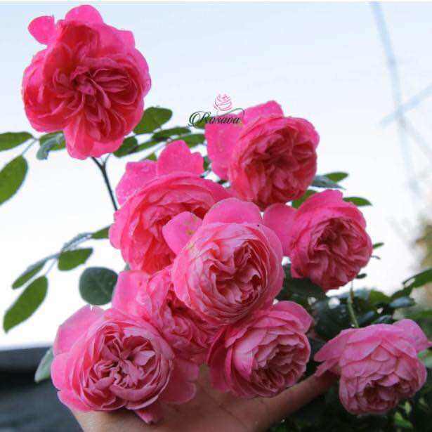 [HCM]Hoa hồng ngoại nb Dream light Rose size trung