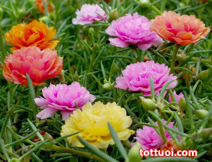 10 cành hoa mười giờ mix màu
