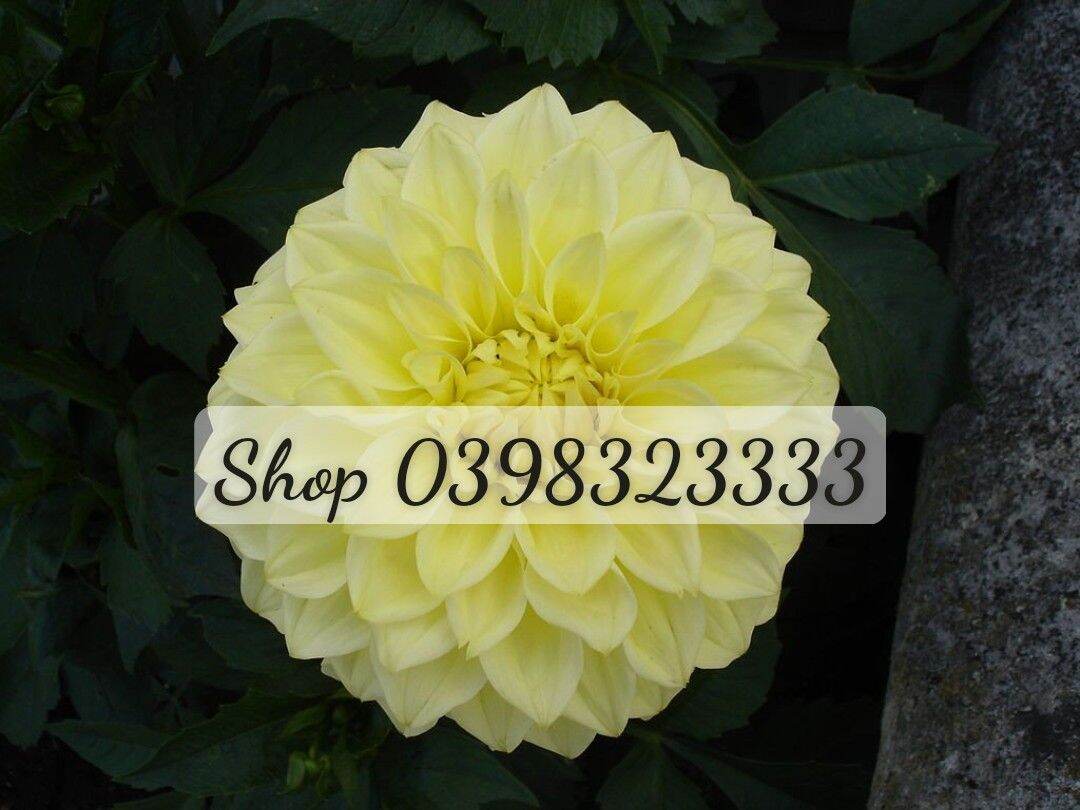 Cây giống hoa thược dược