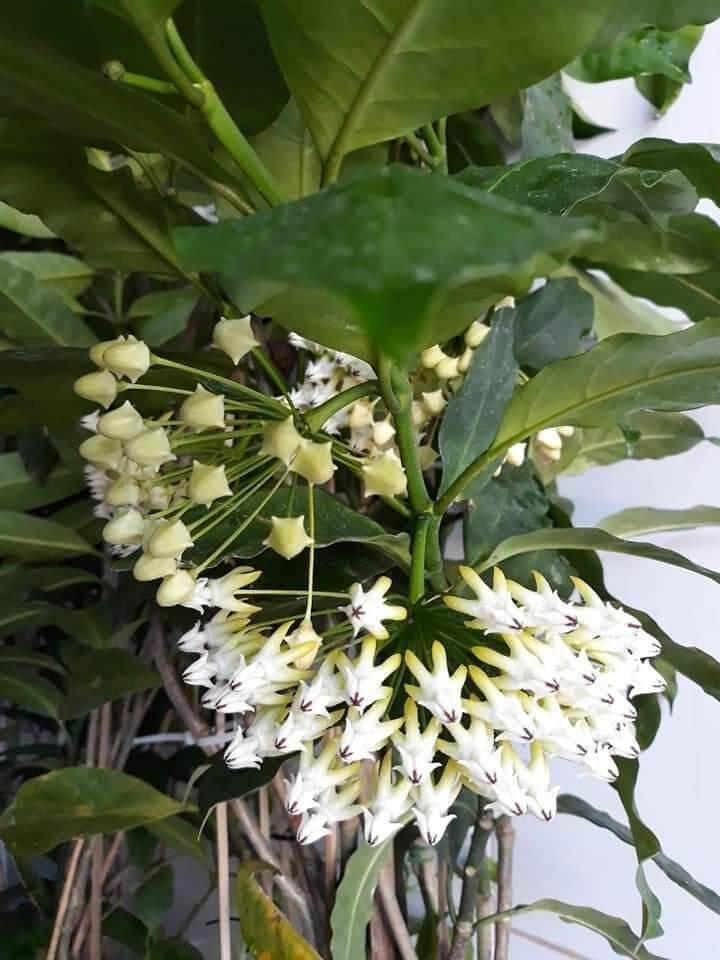 Cẩm cù tên lửa Multiflora