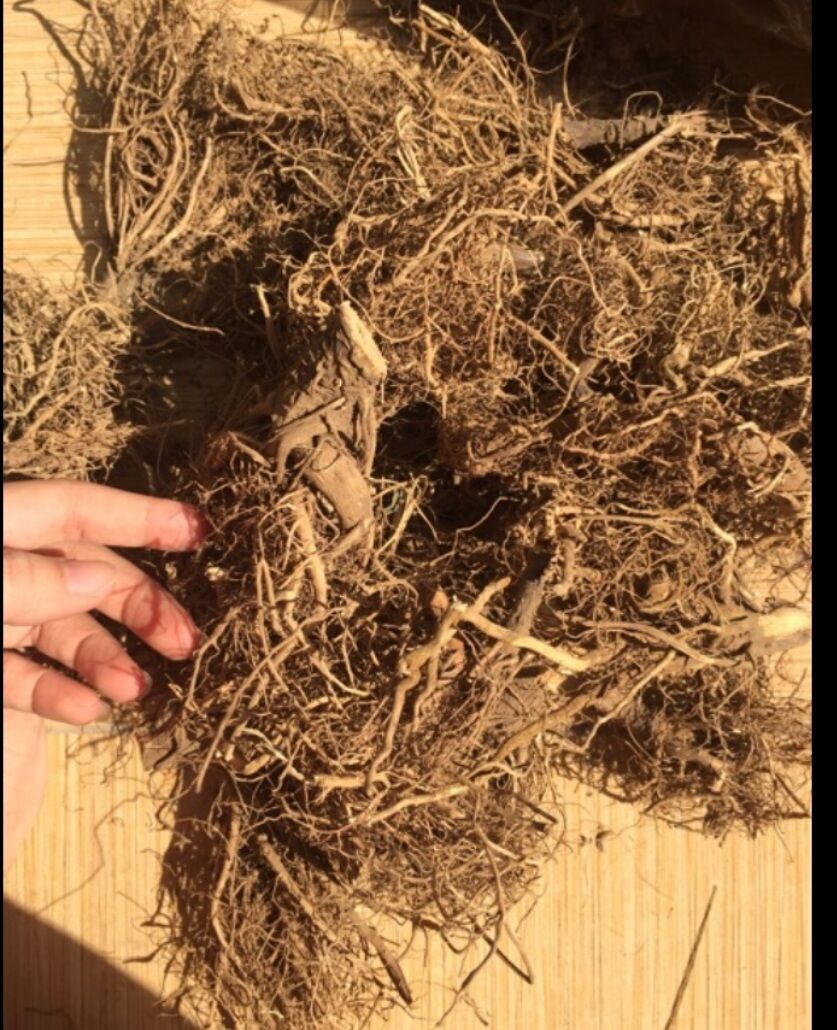 Rễ Bồ Công Anh Hữu Cơ 200g