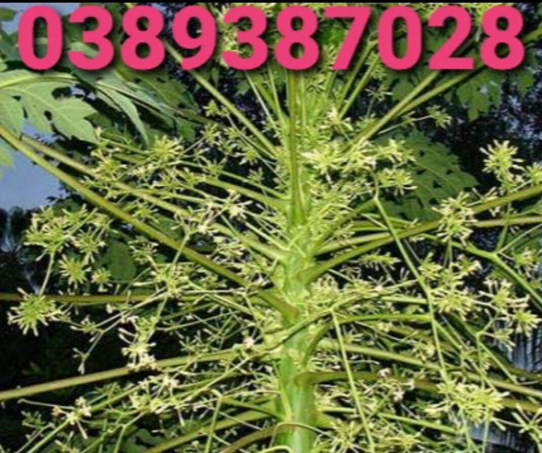 Hoa đu đủ đực tươi,500g
