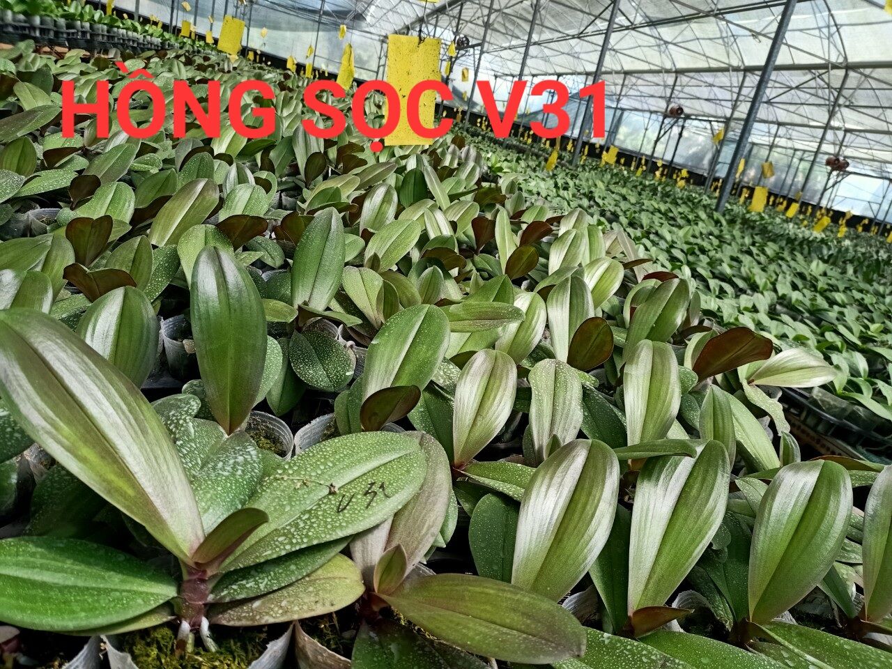 lan hồ điệp cốc 3.5 màu hồng V31
