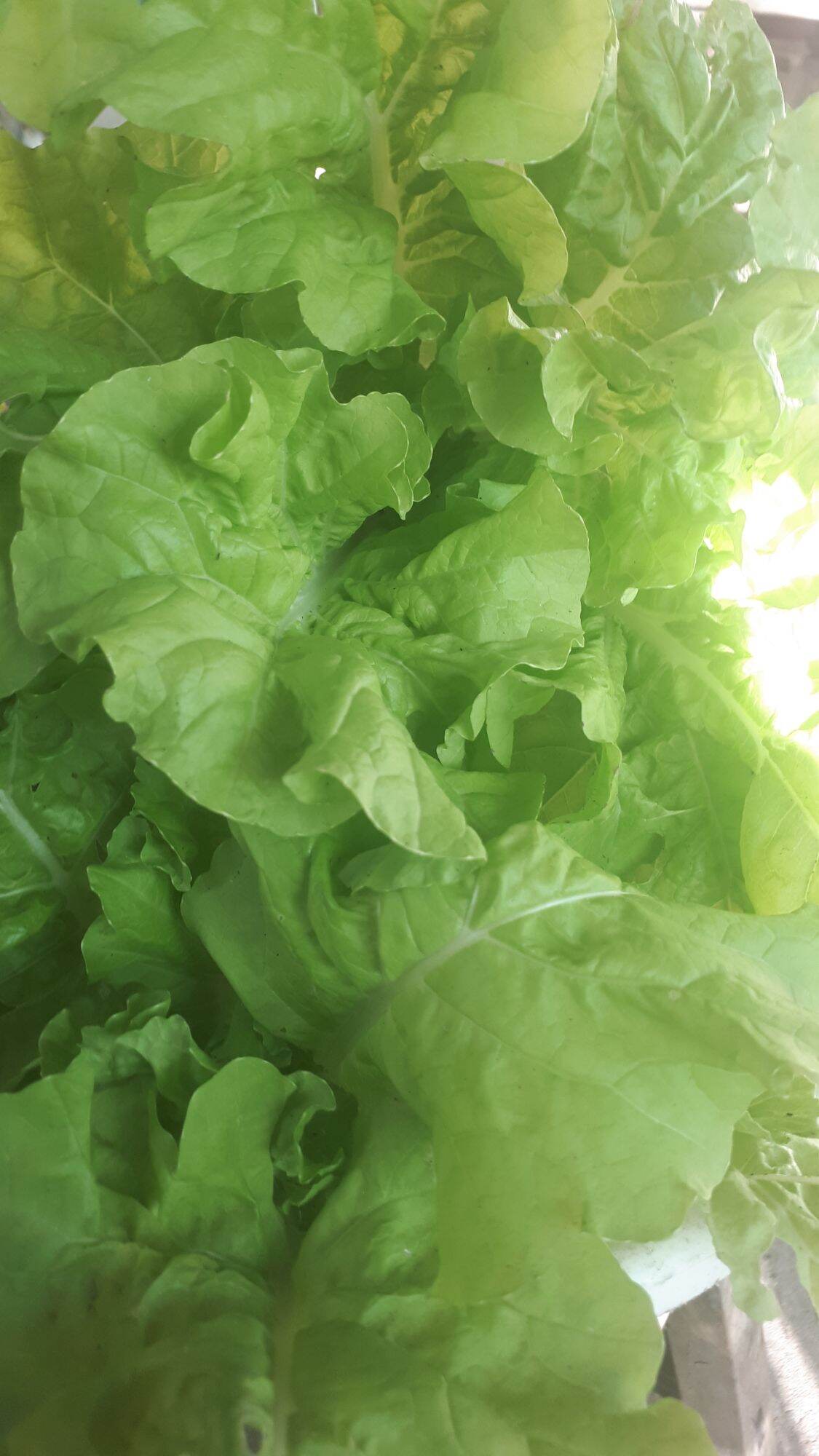 5Gr HẠT GIỐNG CẢI BẸ DÚN