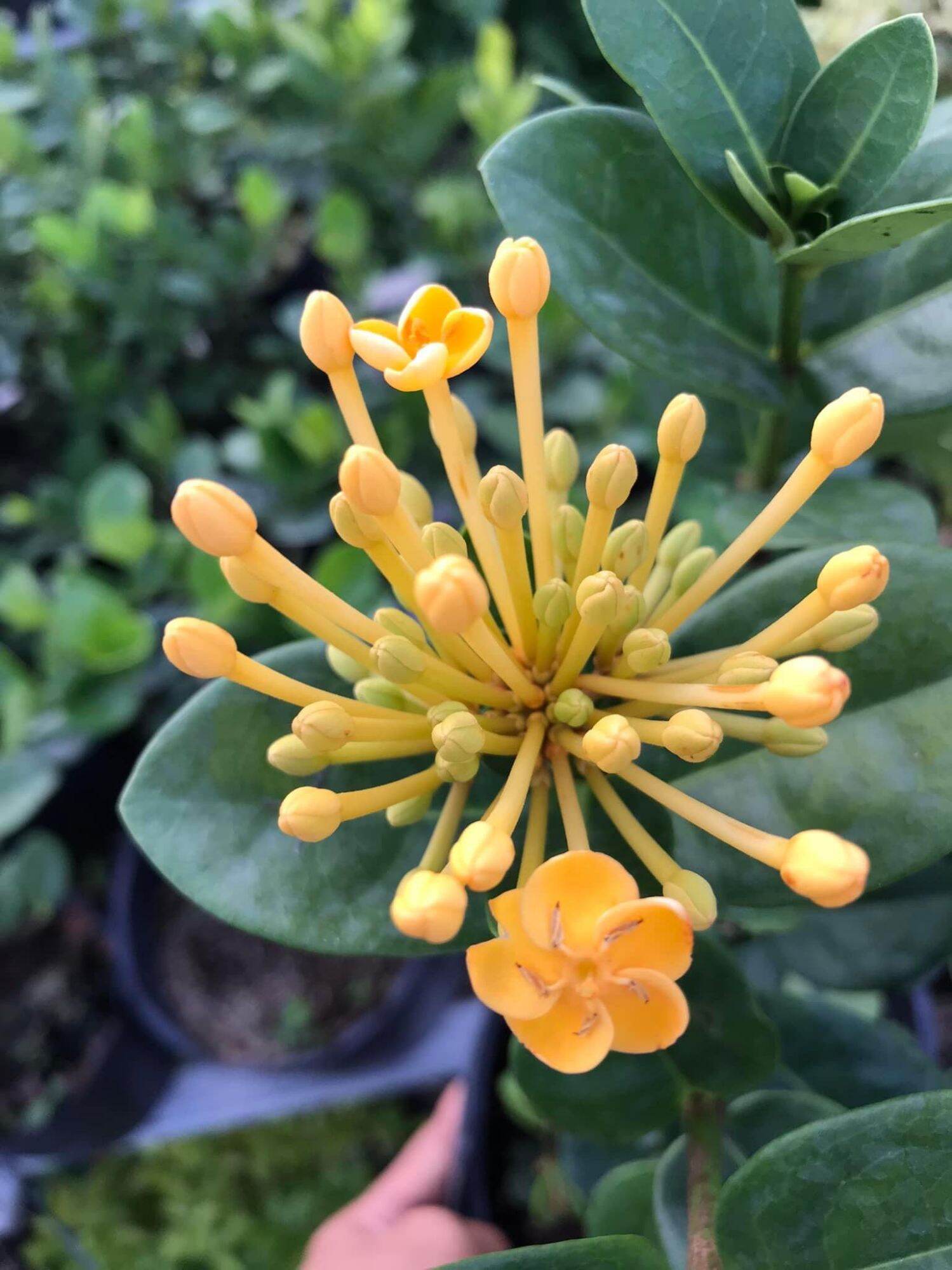 Cây phụng hoàng kim lớn