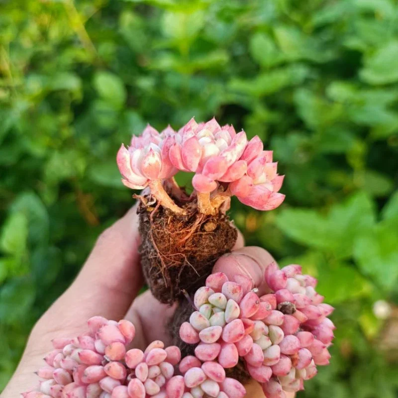 Mới Sale+ Sen Đá Hoa Đào Thụ Mini