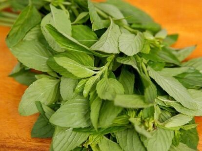 Chậu rau húng cây/ húng thơm