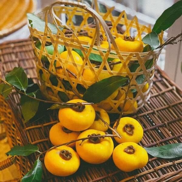 Cây giống thị lùn siêu trái(1 bầu cây)