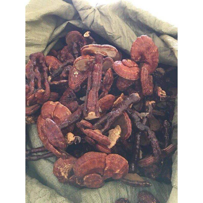 Northwest Red Lingzhi Mushroom 500g