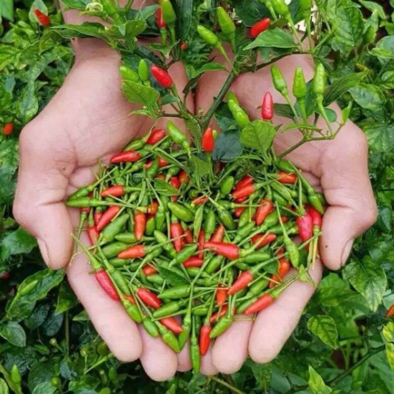 Hạt ớt xiêm rừng gói 1 gram