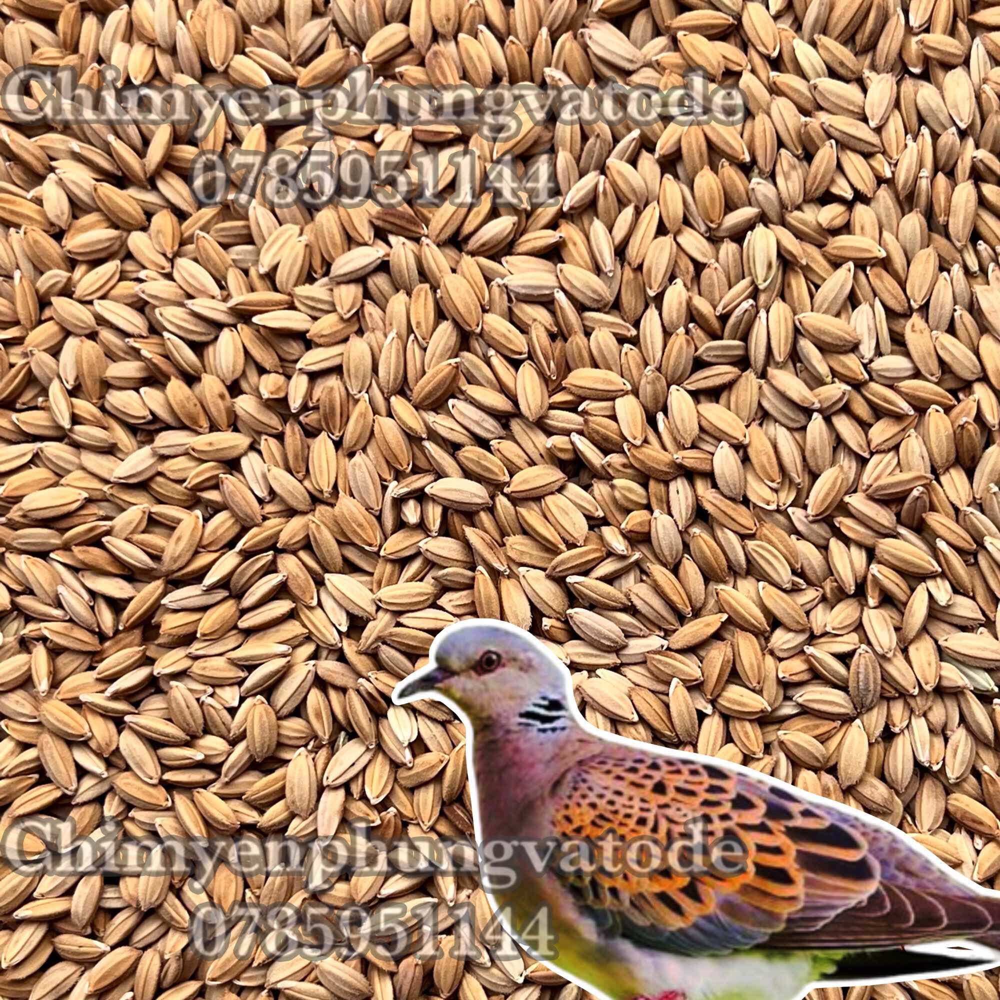 500Gr lúa tiêu ruột đỏ cho Chim Cảnh, Gà kiểng, Cu gáy...