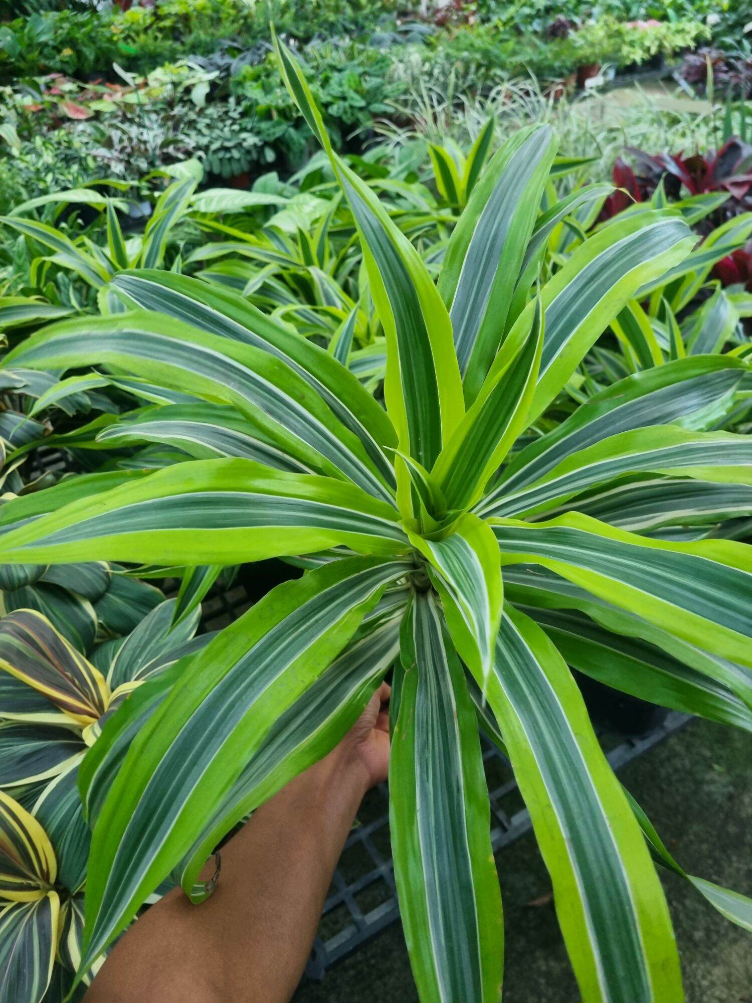 Cây phát tài Mỹ