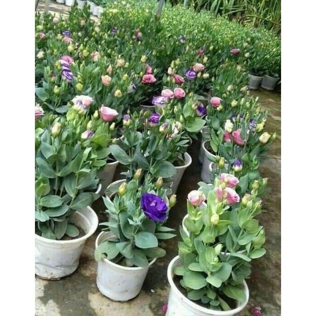 Cây hoa giống Cát Tường(tặng kèm phân bón)