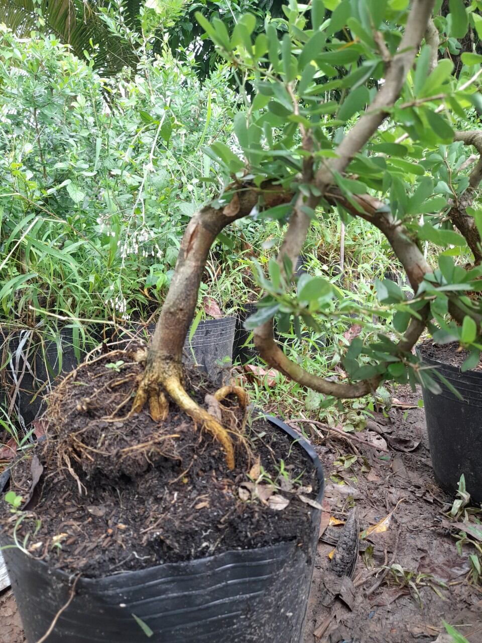 Bong Garden_Phôi Linh Sam Tím siêu bông_ uốn thân sẵn