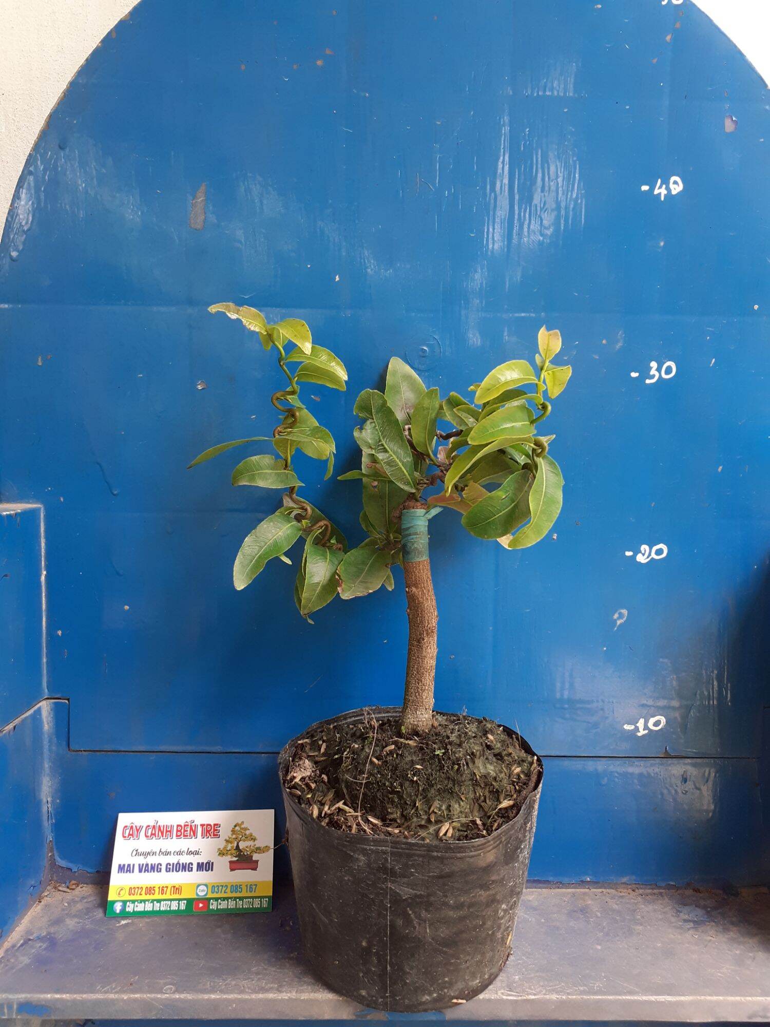 Mai Quắn Giảo tự xoắn