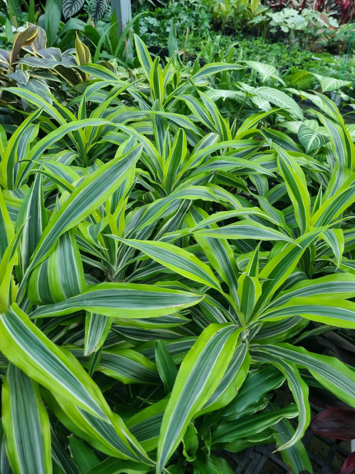 Cây phát tài Mỹ
