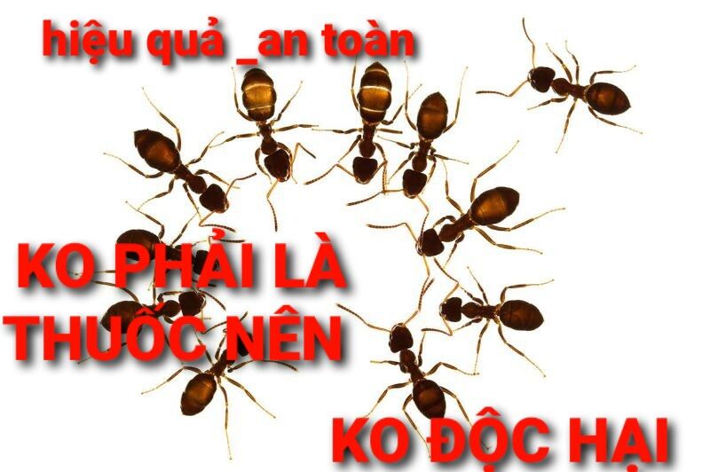 Bột diệt kiến tận gốc 50gr hiệu quả sau 3 ngày