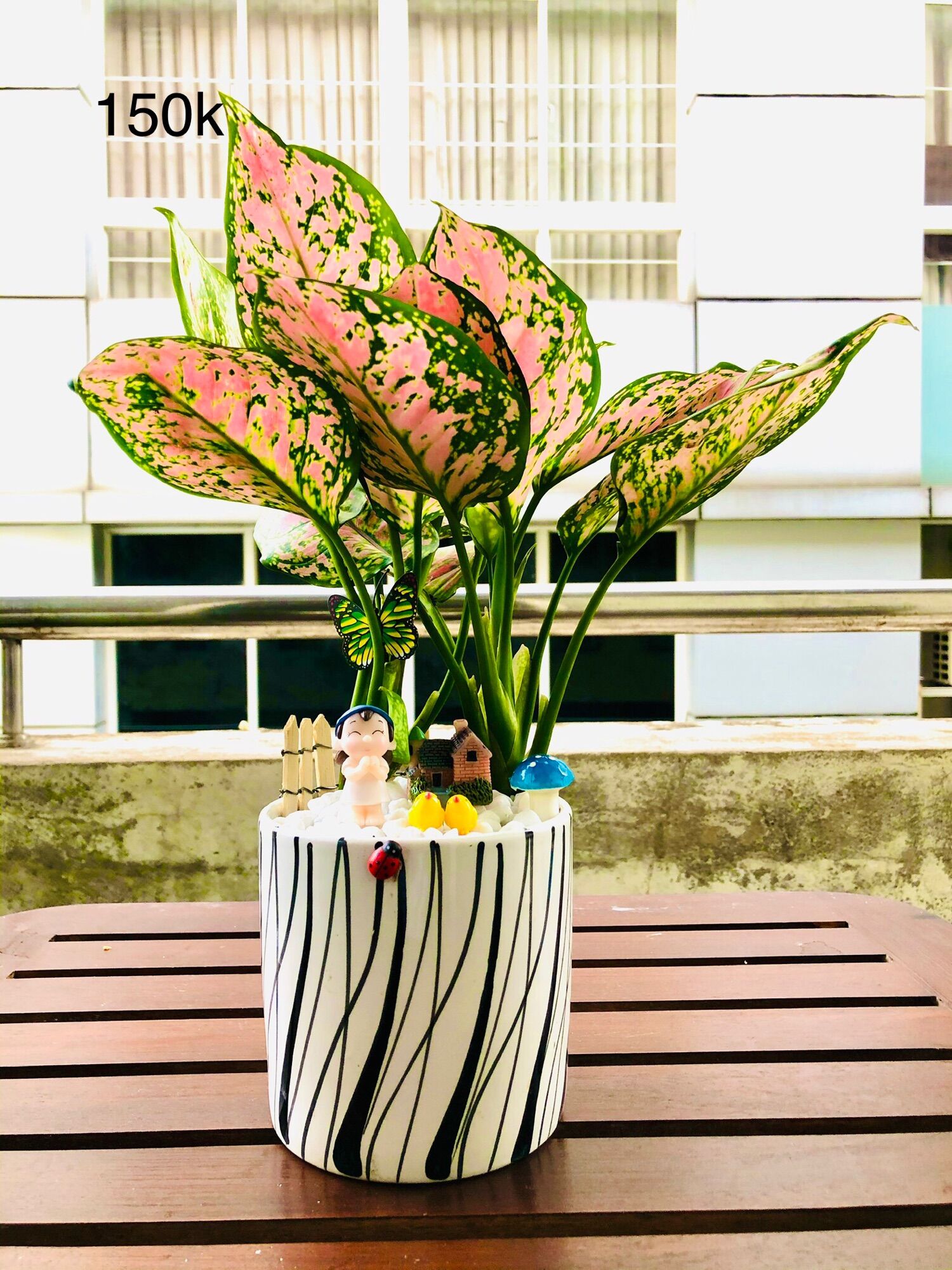 Chậu tiểu cảnh vạn lộc