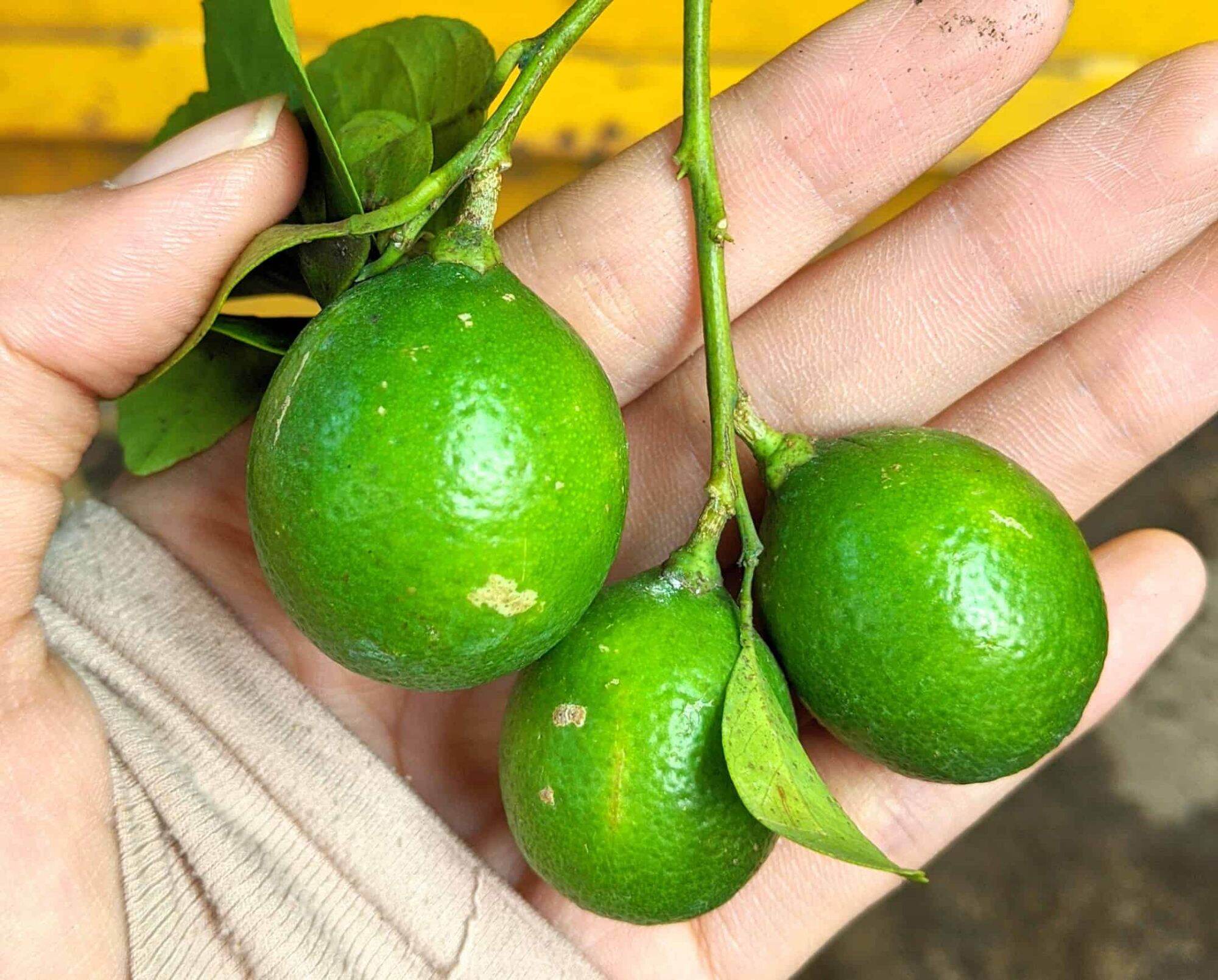 Cây chanh tứ quý