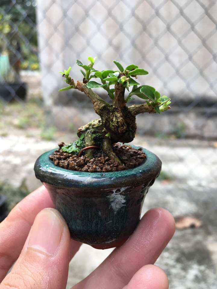 Sam hương siêu mini để bàn