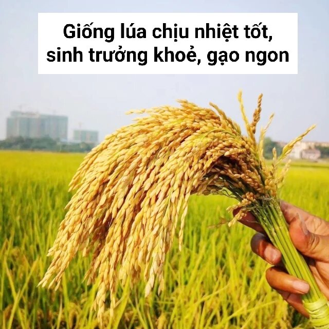 Hạt giống lúa lứt tẻ thơm, lúa lứt Séng cù túi 1kg