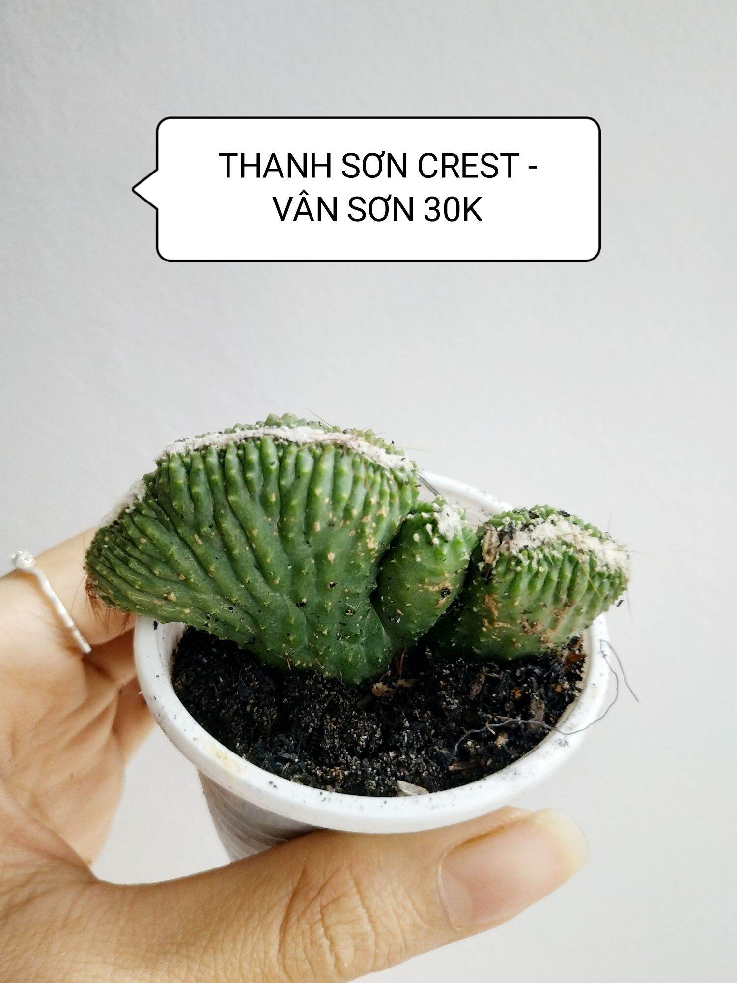 Xương rồng THANH SƠN CREST - VÂN SƠN
