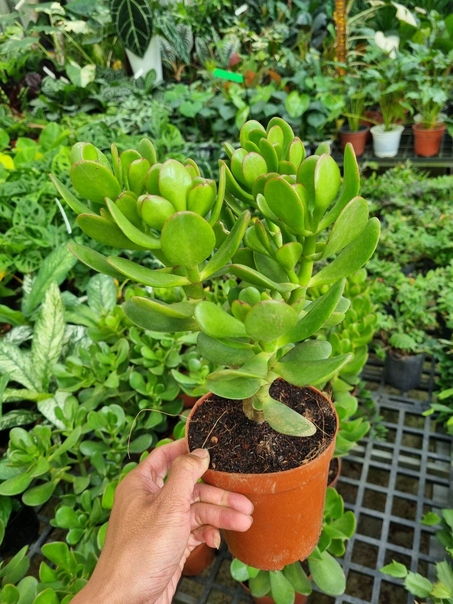 Cây sen đá ngọc bích