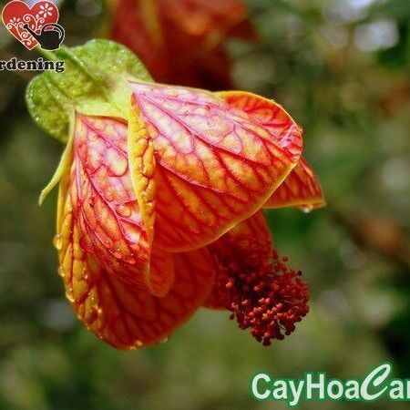 Cây lòng đèn cổ chịu nhiệt (cây bụp lồng đèn) - cây leo hoa đẹp