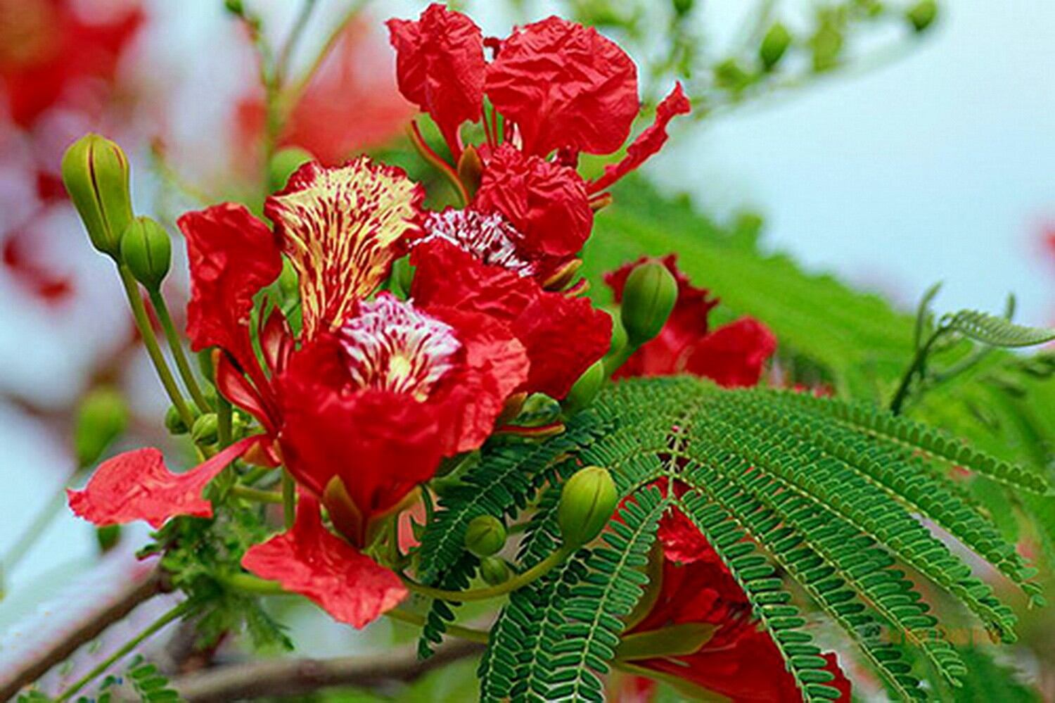 Hạt phượng đỏ (phượng vĩ) giống
