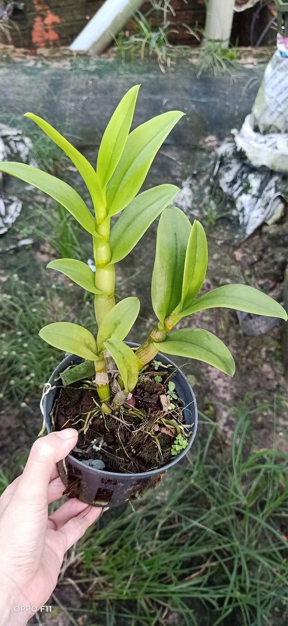 Lan Dendro ba đỏ ba vàng cây tơ đẹp