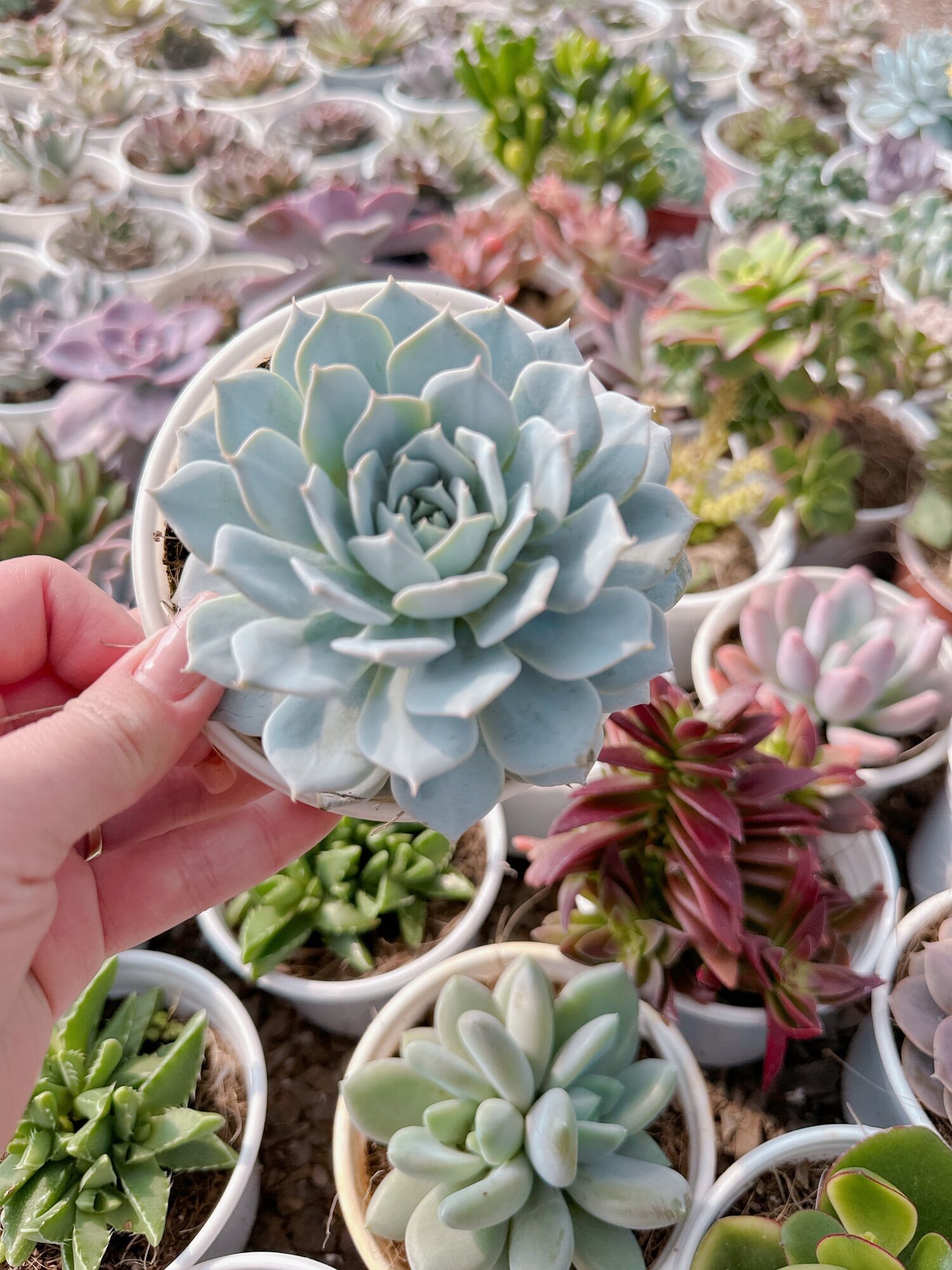 Sen đá ngọc trinh size trung 4-7 cm đã thuần khí hậu