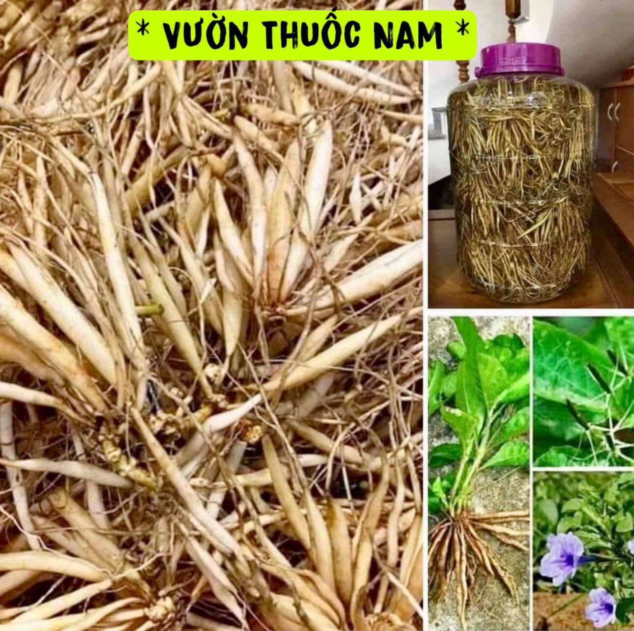 1kg củ sâm đất tươi ,củ sâm nổ đất ,1kg củ sâm tanh tách ,sâm trái nổ tươi 1kg