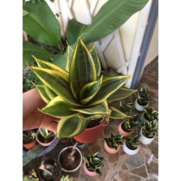 Lưỡi hổ Thái búp sen vàng