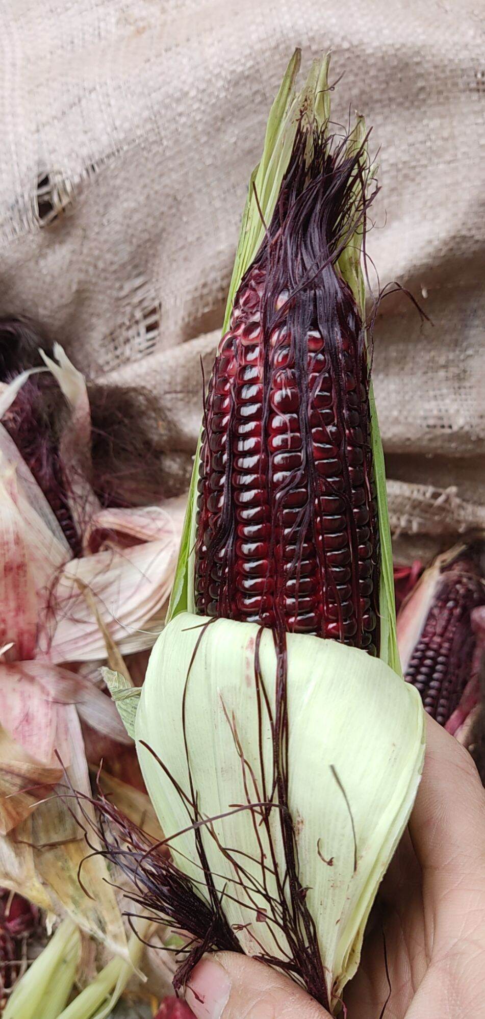 Ngô Tím Nữ Hoàng 1kg ( ngâm rượu cực thơm)