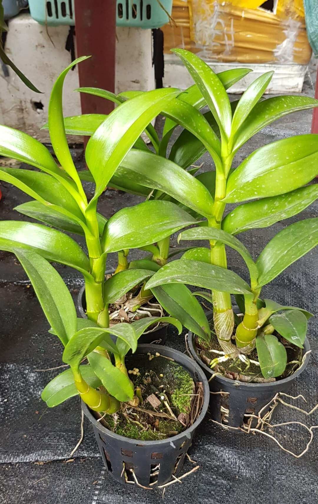 dendro nắng thỏ xưa, hoa thơm