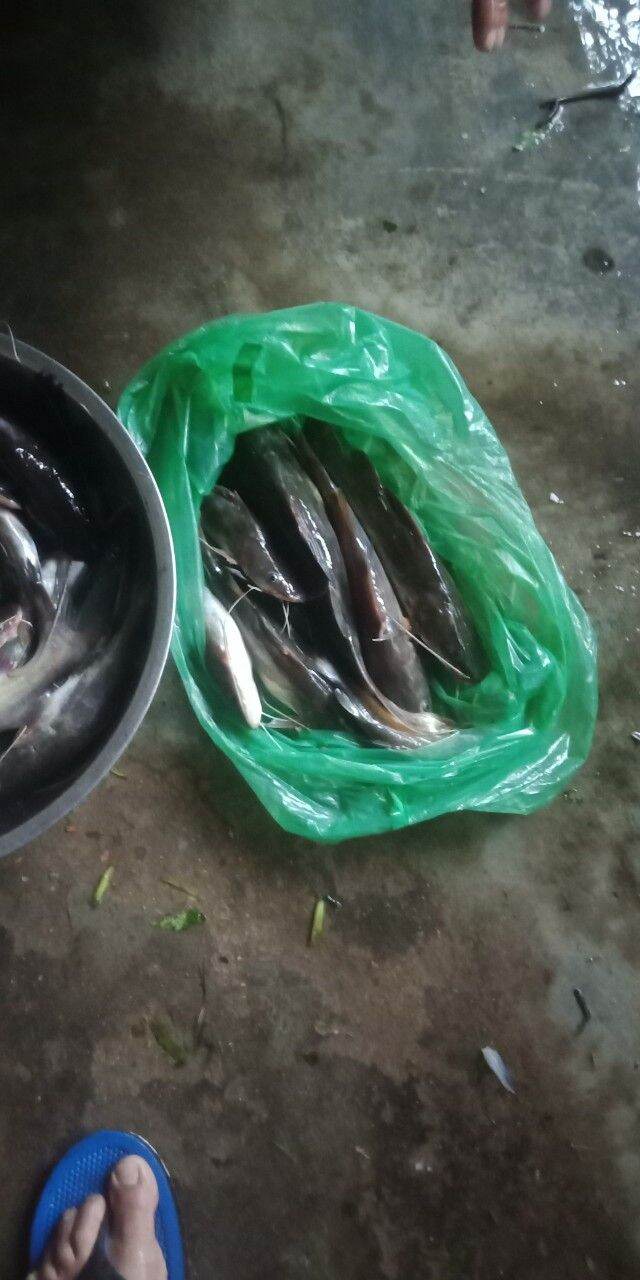 1KG MỒI CÂU CÁ LĂNG CÁ DA TRƠN