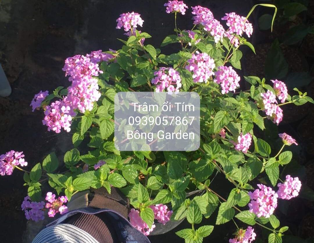 Bong Garden_ Cây Trăm Ổi Hoa Tím, cây kiểng sa đéc