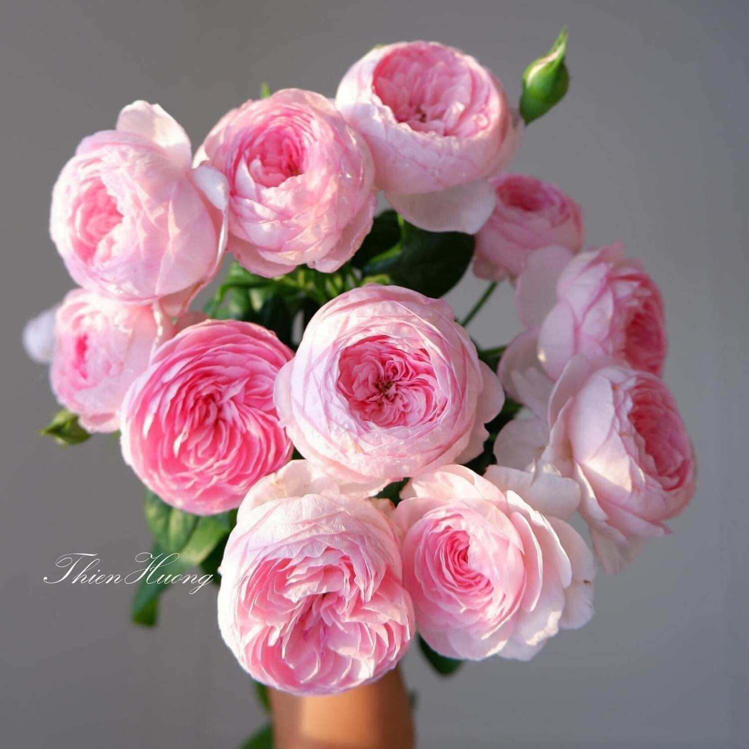 Hoa Hồng Mon coeur rose - hồng bán leo