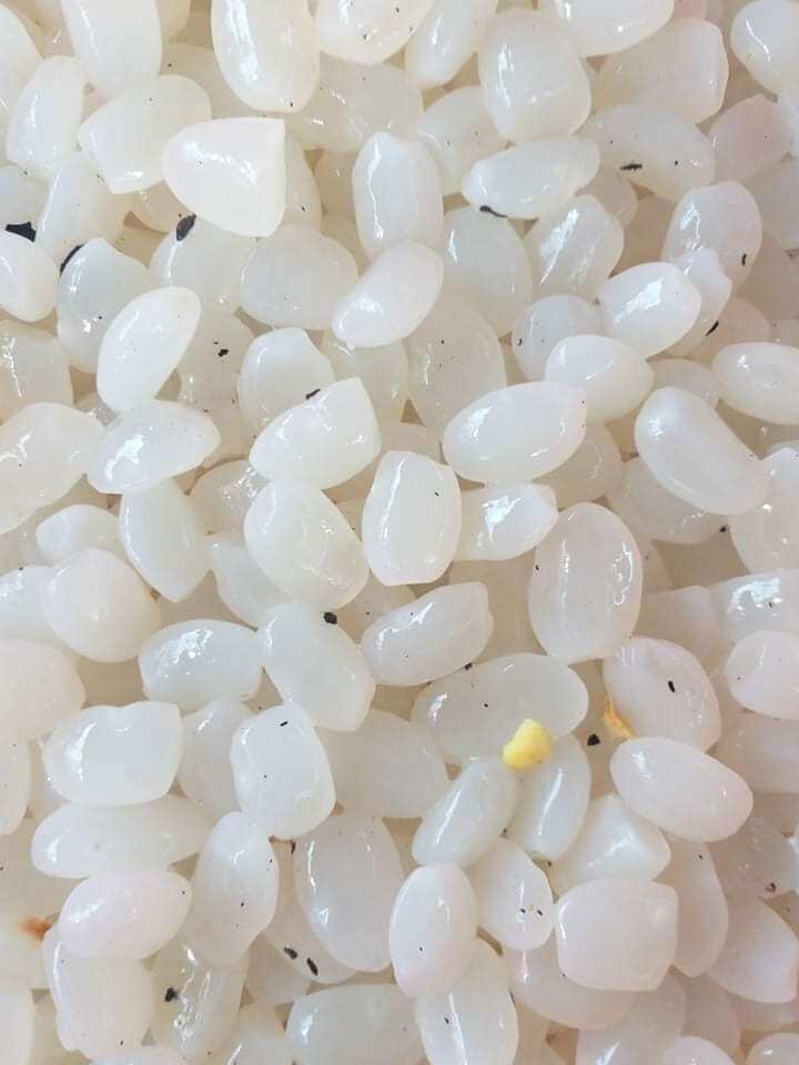 Hạt đác rừng tươi Phú Yên