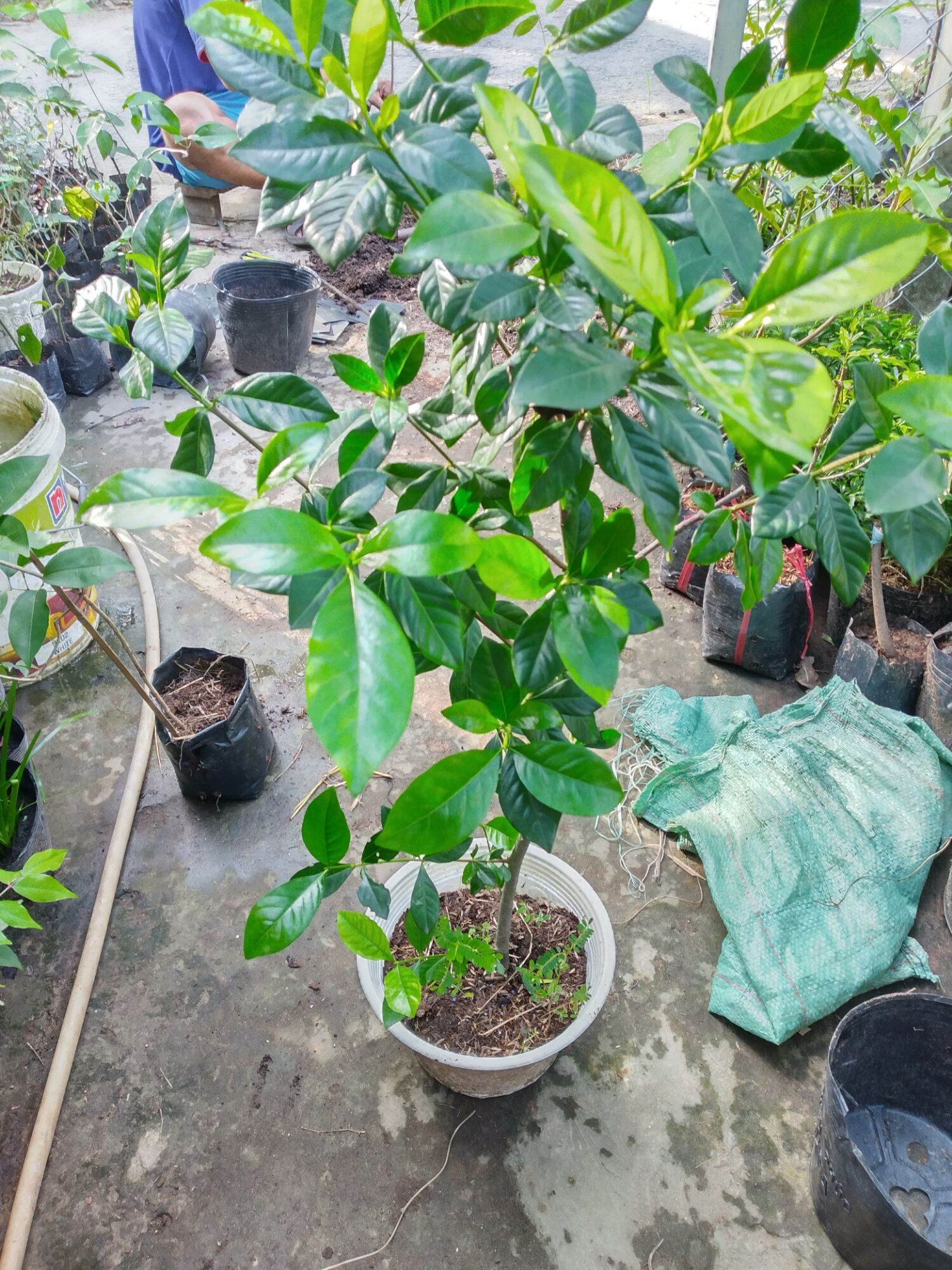 Cây Bạch Thiên Hương/ Dành Dành