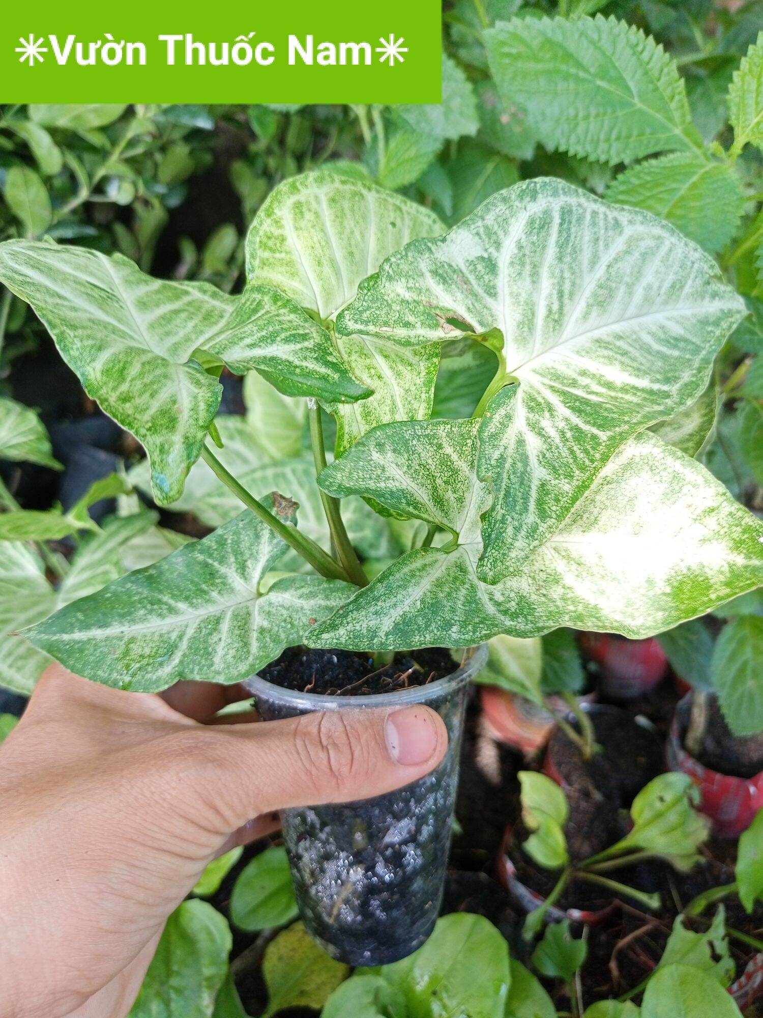 Bầu giống cây trầu bà lá trắng , cây tróc bạc làm cảnh như hình