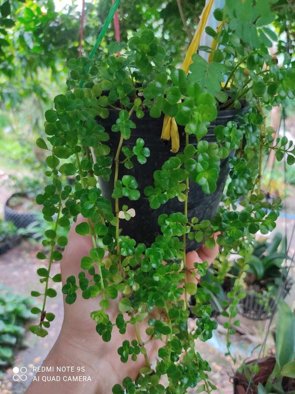 CÂY SEN ĐÁ SEDUM SÒ DÂY ( GIÁ BÁN CẢ CHẬU)