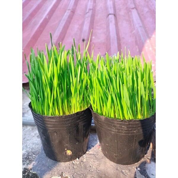 Chậu cỏ mèo tươi tự trồng