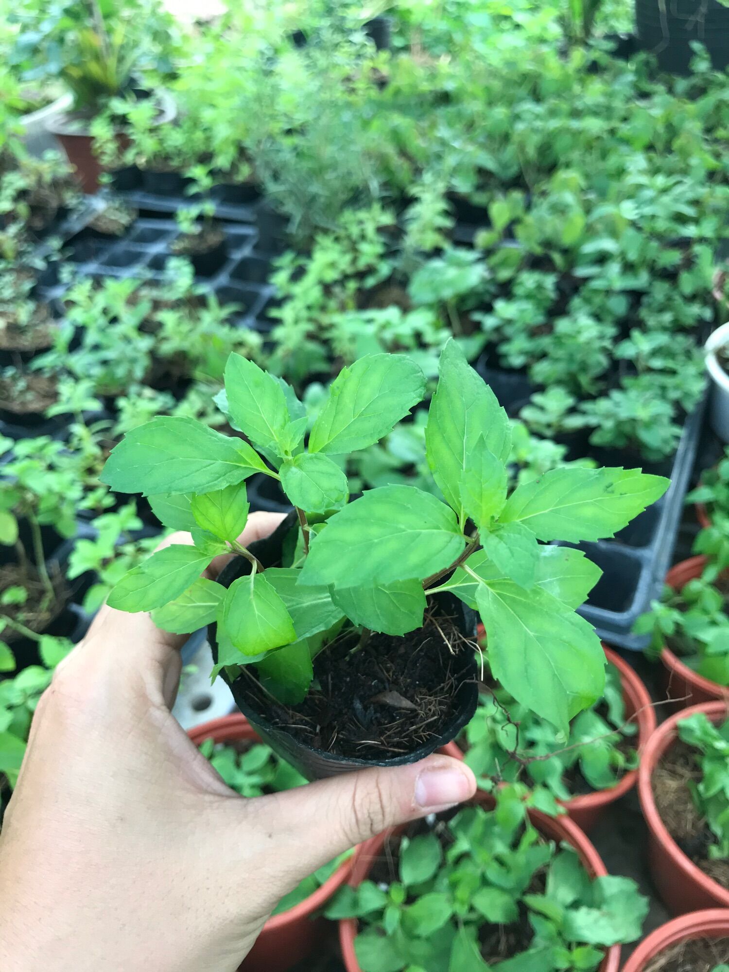 Cây giống bạc hà âu