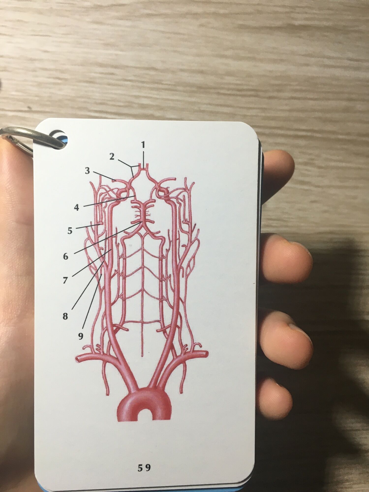 Combo sổ tay FA//Combo flashcardanatomy tiếng Việt