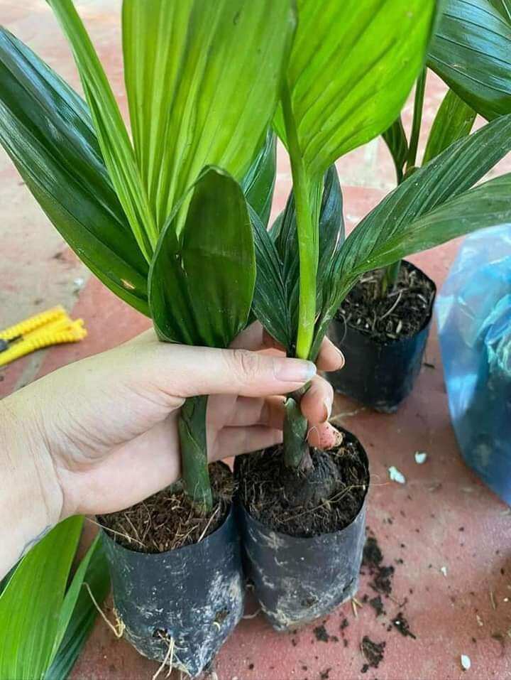 Cau lùn tứ quý chuẩn giống f1